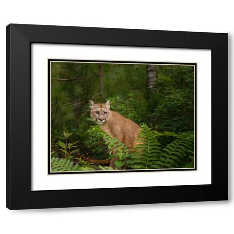 Mountain Lion With Ferns Black Modern Wood Framed Art Print with Double Matting by Galloimages Online