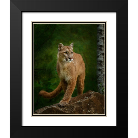 Proud Mountain Lion 2 Black Modern Wood Framed Art Print with Double Matting by Galloimages Online