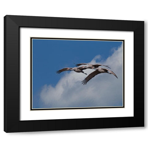 Sandhill Crane 3 Oil Paint Black Modern Wood Framed Art Print with Double Matting by Galloimages Online