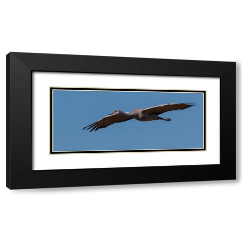 Sandhill Crane In Flight Black Modern Wood Framed Art Print with Double Matting by Galloimages Online