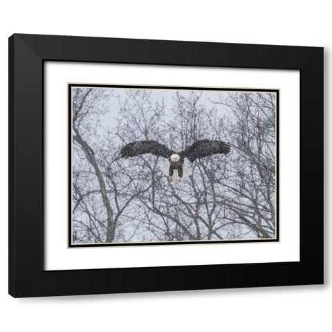 Snowy Eagle Black Modern Wood Framed Art Print with Double Matting by Galloimages Online