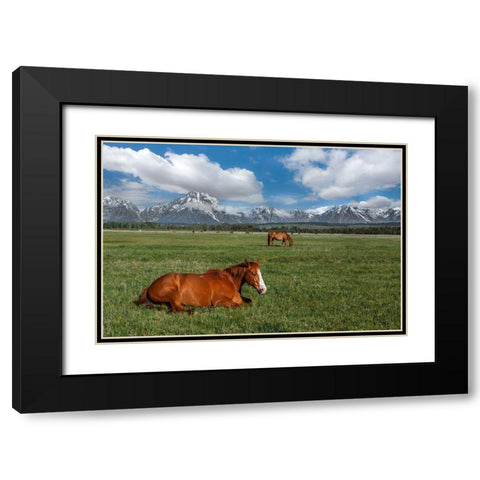 Teton Horses Black Modern Wood Framed Art Print with Double Matting by Galloimages Online