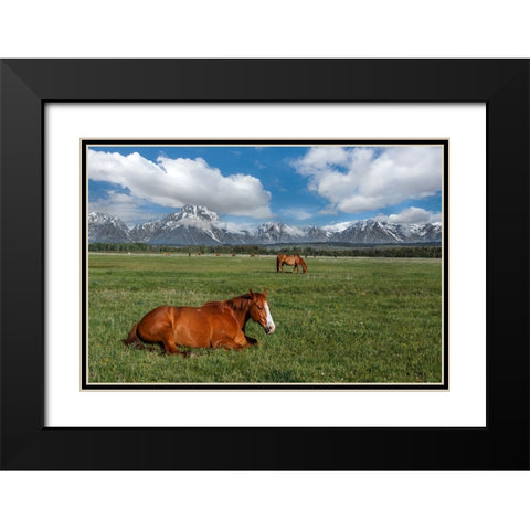 Teton Horses Black Modern Wood Framed Art Print with Double Matting by Galloimages Online