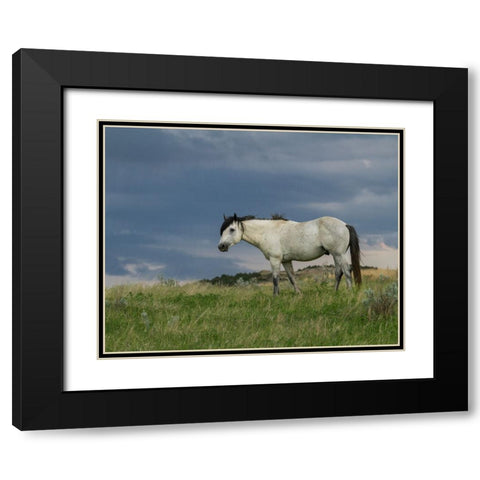 Wild Horse - Stallion (Storm) Black Modern Wood Framed Art Print with Double Matting by Galloimages Online