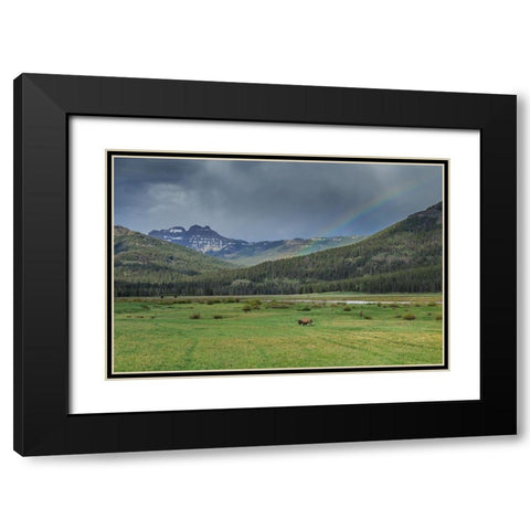 Yellowstone Bison With Rainbow Black Modern Wood Framed Art Print with Double Matting by Galloimages Online