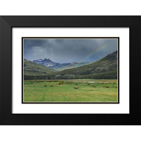 Yellowstone Bison With Rainbow Black Modern Wood Framed Art Print with Double Matting by Galloimages Online