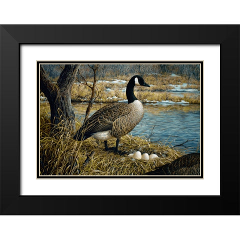 Canadian Goose Black Modern Wood Framed Art Print with Double Matting by Tift, Jeff