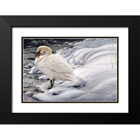 Edge Of Light - Mute Swan Black Modern Wood Framed Art Print with Double Matting by Tift, Jeff