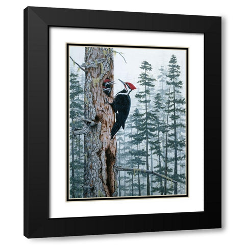 Piliated Woodpeckers Black Modern Wood Framed Art Print with Double Matting by Tift, Jeff