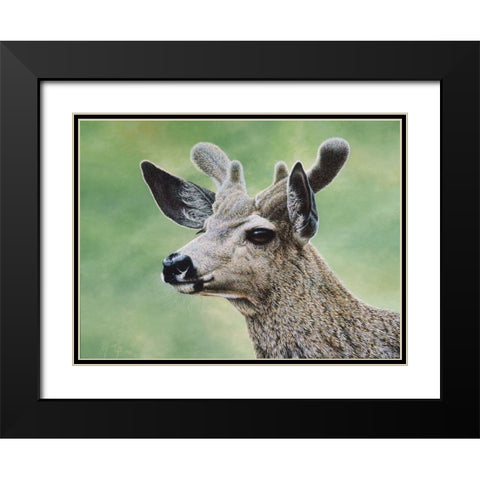 Mule Deer In Velvet Black Modern Wood Framed Art Print with Double Matting by Tift, Jeff