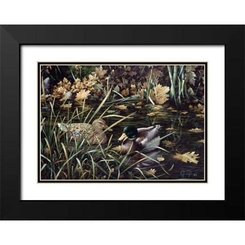 Mallards Black Modern Wood Framed Art Print with Double Matting by Tift, Jeff