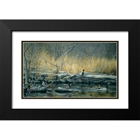 Early Morning Mallards Black Modern Wood Framed Art Print with Double Matting by Tift, Jeff