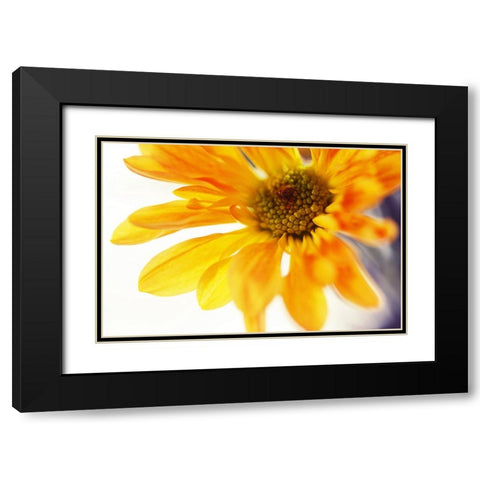 A Little Bit Sun in the Cold Time Black Modern Wood Framed Art Print with Double Matting by Jenny Rainbow Fine Art