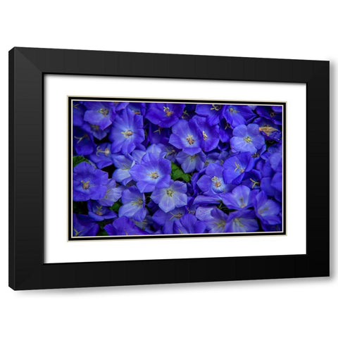 Blue Bells Carpet at Amsterdam Floral Market Black Modern Wood Framed Art Print with Double Matting by Jenny Rainbow Fine Art