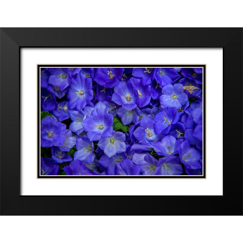 Blue Bells Carpet at Amsterdam Floral Market Black Modern Wood Framed Art Print with Double Matting by Jenny Rainbow Fine Art