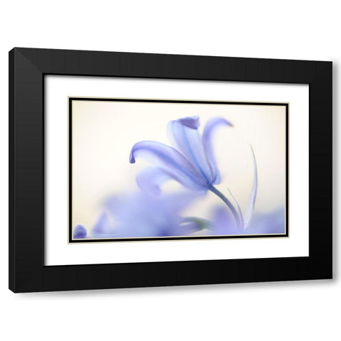 Blue Light Wild Hyacinth Black Modern Wood Framed Art Print with Double Matting by Jenny Rainbow Fine Art