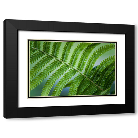 Healing Art Fern Leaf After Rain Black Modern Wood Framed Art Print with Double Matting by Jenny Rainbow Fine Art