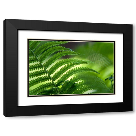 Healing Art Fern Leaf Black Modern Wood Framed Art Print with Double Matting by Jenny Rainbow Fine Art