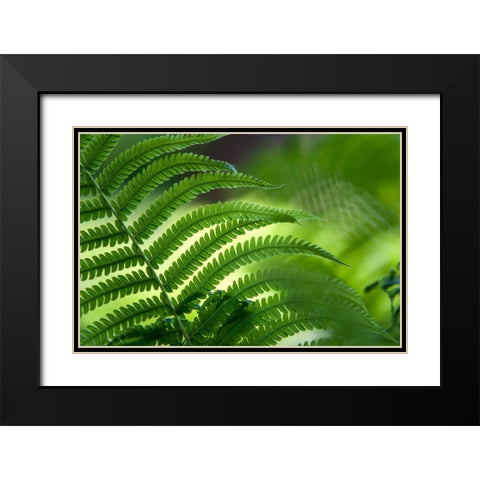 Healing Art Fern Leaf Black Modern Wood Framed Art Print with Double Matting by Jenny Rainbow Fine Art