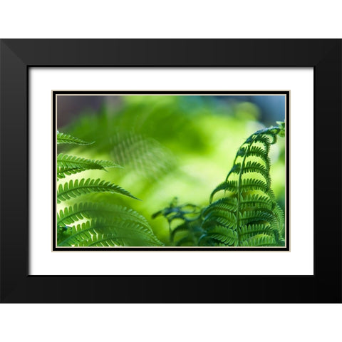 Healing Art Fern Leaves Black Modern Wood Framed Art Print with Double Matting by Jenny Rainbow Fine Art