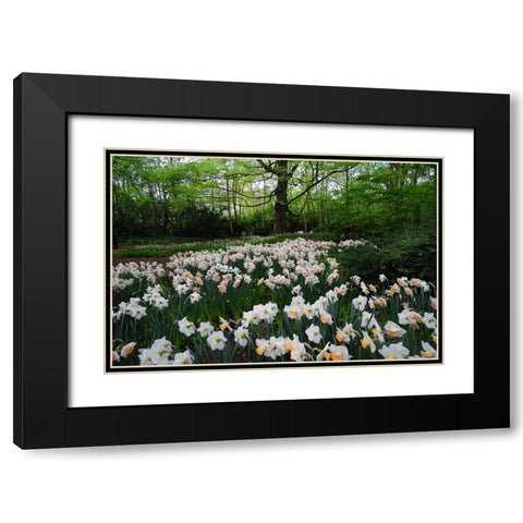 Keukenhof Botanical Daffodils Garden Black Modern Wood Framed Art Print with Double Matting by Jenny Rainbow Fine Art