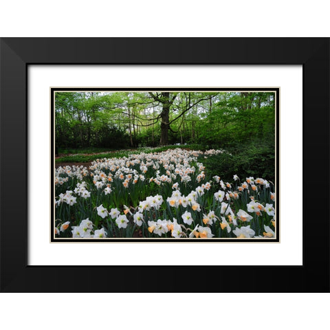 Keukenhof Botanical Daffodils Garden Black Modern Wood Framed Art Print with Double Matting by Jenny Rainbow Fine Art