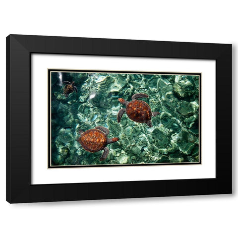 Sea Turtles in Crystal Water Black Modern Wood Framed Art Print with Double Matting by Jenny Rainbow Fine Art