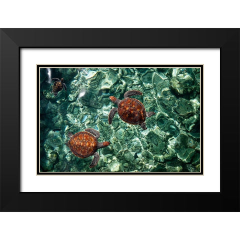 Sea Turtles in Crystal Water Black Modern Wood Framed Art Print with Double Matting by Jenny Rainbow Fine Art
