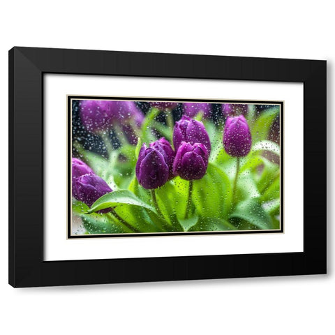Purple Tulips in Rain Black Modern Wood Framed Art Print with Double Matting by Jenny Rainbow Fine Art