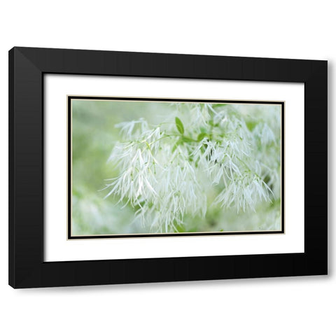 White Fringetree Black Modern Wood Framed Art Print with Double Matting by Jenny Rainbow Fine Art