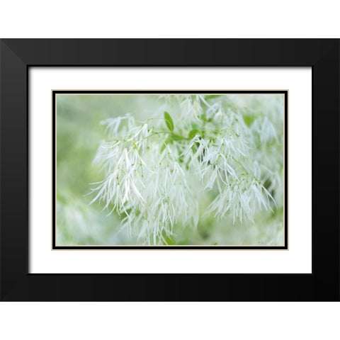 White Fringetree Black Modern Wood Framed Art Print with Double Matting by Jenny Rainbow Fine Art