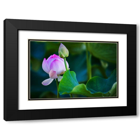 Graceful Lotus Black Modern Wood Framed Art Print with Double Matting by Jenny Rainbow Fine Art