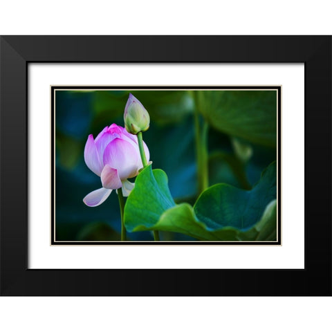 Graceful Lotus Black Modern Wood Framed Art Print with Double Matting by Jenny Rainbow Fine Art