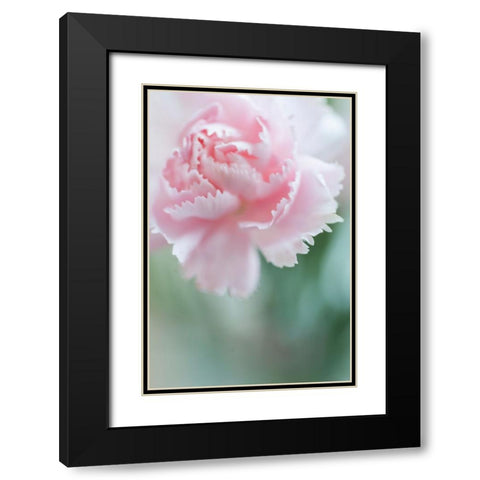 Macro of Pink Carnation Black Modern Wood Framed Art Print with Double Matting by Jenny Rainbow Fine Art