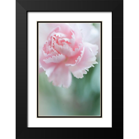 Macro of Pink Carnation Black Modern Wood Framed Art Print with Double Matting by Jenny Rainbow Fine Art