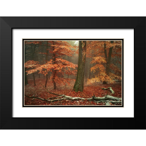 Magic of Fall Woods Black Modern Wood Framed Art Print with Double Matting by Jenny Rainbow Fine Art