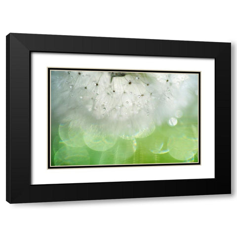 Mr Dandelion Inner Light Black Modern Wood Framed Art Print with Double Matting by Jenny Rainbow Fine Art