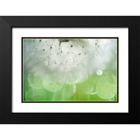 Mr Dandelion Inner Light Black Modern Wood Framed Art Print with Double Matting by Jenny Rainbow Fine Art