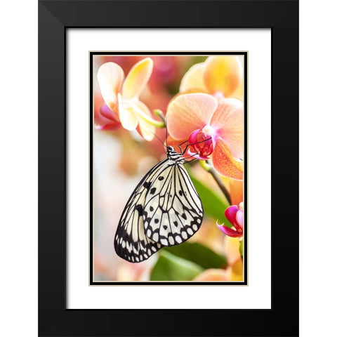 Paper Kite Tropical Butterfly 2 Black Modern Wood Framed Art Print with Double Matting by Jenny Rainbow Fine Art