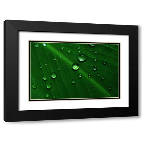 Rain Drops On Green Leaf Macro Black Modern Wood Framed Art Print with Double Matting by Jenny Rainbow Fine Art
