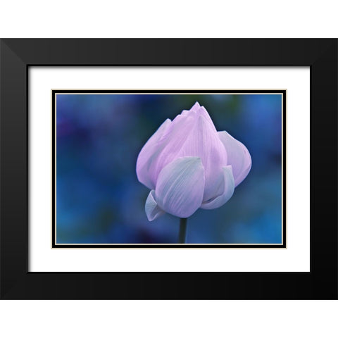 Tender Morning with Lotus Black Modern Wood Framed Art Print with Double Matting by Jenny Rainbow Fine Art