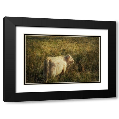 Furry Baby of Highland Cow Black Modern Wood Framed Art Print with Double Matting by Jenny Rainbow Fine Art
