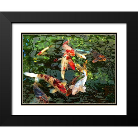Koi Fish Pond Black Modern Wood Framed Art Print with Double Matting by Schell, Jennie Marie