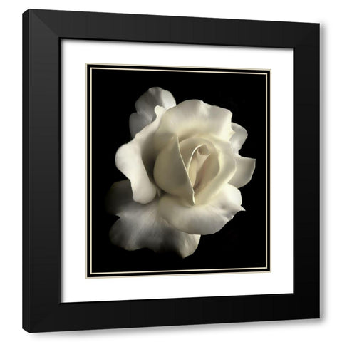 Rose White 1 Black Modern Wood Framed Art Print with Double Matting by Schell, Jennie Marie