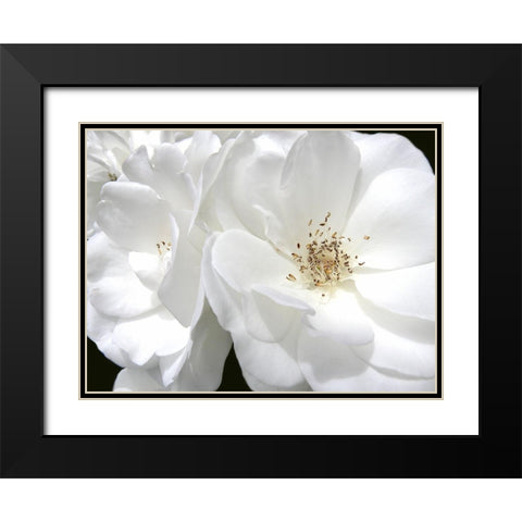 Rose White 4 Black Modern Wood Framed Art Print with Double Matting by Schell, Jennie Marie