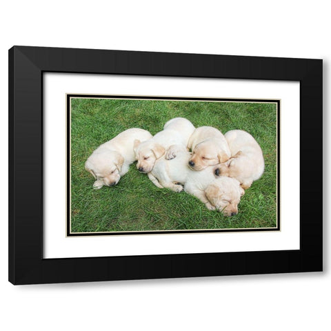 Dog Lab Puppies Black Modern Wood Framed Art Print with Double Matting by Schell, Jennie Marie