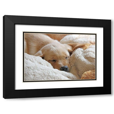 Dog Lab Puppy Sleeping Black Modern Wood Framed Art Print with Double Matting by Schell, Jennie Marie