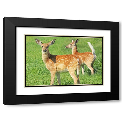Fawn Twins Black Modern Wood Framed Art Print with Double Matting by Schell, Jennie Marie