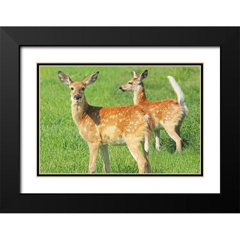 Fawn Twins Black Modern Wood Framed Art Print with Double Matting by Schell, Jennie Marie