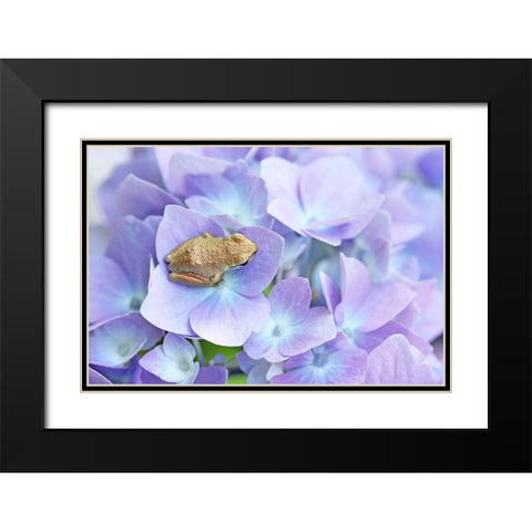 Little Frog On Flower Black Modern Wood Framed Art Print with Double Matting by Schell, Jennie Marie